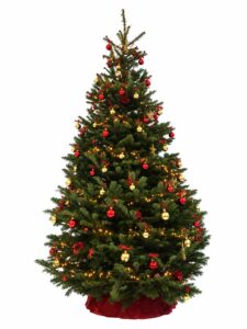 VRAI SAPIN